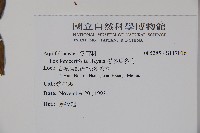 忍冬葉冬青藏品圖，第2張