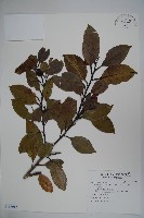 松田氏冬青藏品圖，第1張