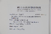 松田氏冬青藏品圖，第2張