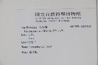 朱紅水木藏品圖，第2張