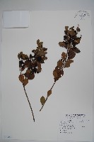 金平氏冬青藏品圖，第1張