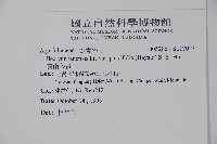 雲南冬青藏品圖，第2張