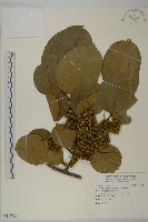 大葉南蛇藤藏品圖，第1張