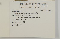 大葉南蛇藤藏品圖，第2張