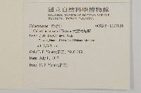 大葉南蛇藤藏品圖，第2張