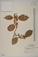 光果南蛇藤藏品圖，第1張