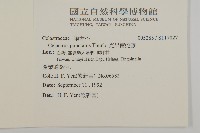 光果南蛇藤藏品圖，第2張