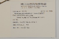 菱葉衛矛藏品圖，第2張