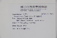 密毛假黃楊藏品圖，第2張