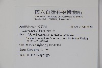 鐵冬青藏品圖，第2張