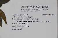 鐵冬青藏品圖，第2張