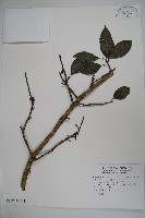 鐵冬青藏品圖，第3張