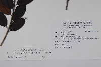 刻脈冬青藏品圖，第2張