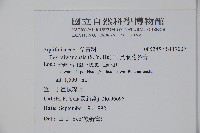 長梗花冬青藏品圖，第2張