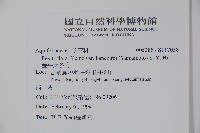 金平氏冬青藏品圖，第2張