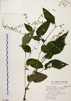 尖舌草、全唇尖舌苣苔藏品圖，第1張