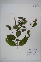 台灣土黨參藏品圖，第1張