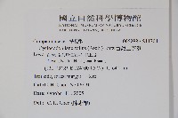 台灣土黨參藏品圖，第2張