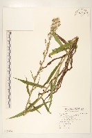 鵝仔草藏品圖，第1張