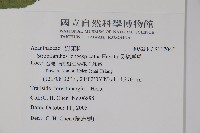 長穗馬藍藏品圖，第2張