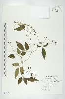 絞股藍藏品圖，第1張
