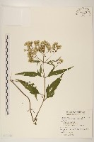 田代氏澤蘭藏品圖，第1張