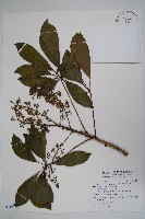 鵝掌蘗藏品圖，第1張