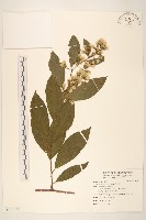 過山龍藏品圖，第1張