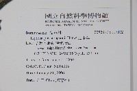 盾果草藏品圖，第2張