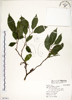 菲律賓榕藏品圖，第1張