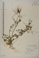 茯苓菜藏品圖，第1張