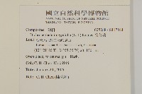 茯苓菜藏品圖，第2張