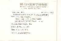 假吐金菊藏品圖，第2張