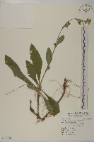 地膽草、毛蓮菜藏品圖，第1張
