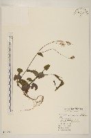 紫背草藏品圖，第1張