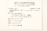 紫背草藏品圖，第2張