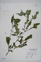 曲莖馬藍藏品圖，第1張