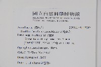 曲莖馬藍藏品圖，第2張