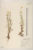 鼠麴草藏品圖，第1張