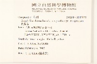 鼠麴草藏品圖，第2張