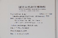 山桔梗藏品圖，第2張