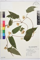 亨利氏鐵線蓮藏品圖，第1張