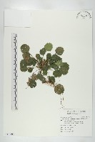 倒卵葉裂緣花藏品圖，第1張