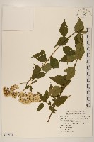 小舌菊、蔓綿菜藏品圖，第1張