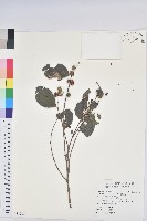 細葉饅頭果藏品圖，第1張