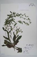 盾果草藏品圖，第1張