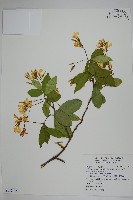 絡石藏品圖，第1張