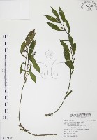 柚葉藤藏品圖，第1張