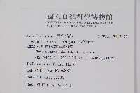 下花細辛藏品圖，第2張