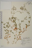 卷耳藏品圖，第1張